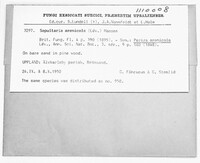 Geopora arenicola image